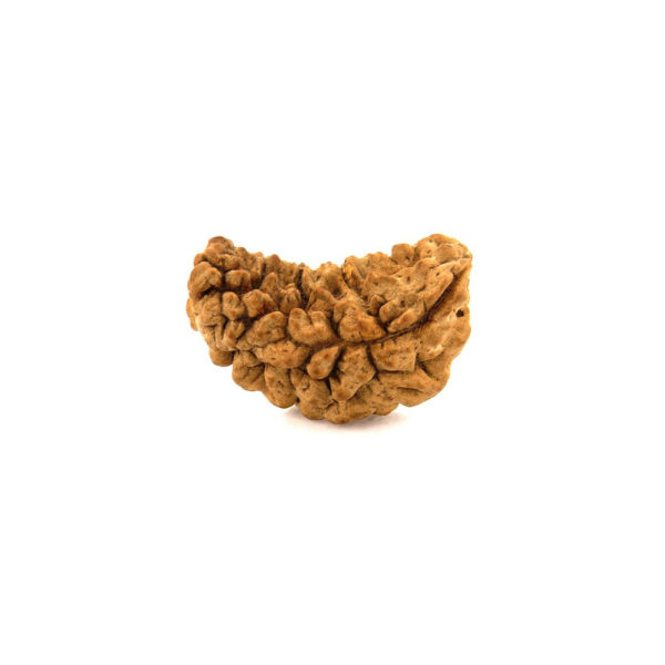 1 mukhi Rudraksha