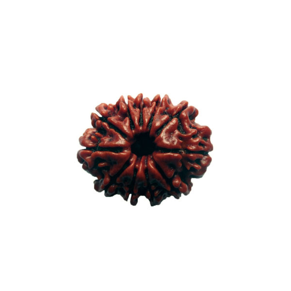 11 Mukhi Rudraksha