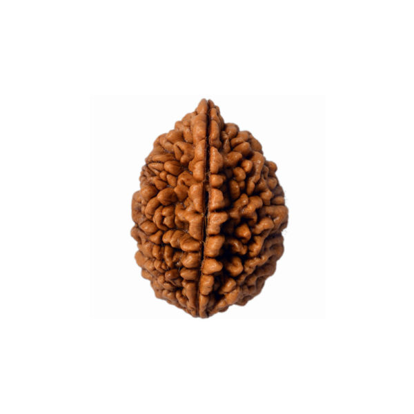 2 Mukhi Rudraksha