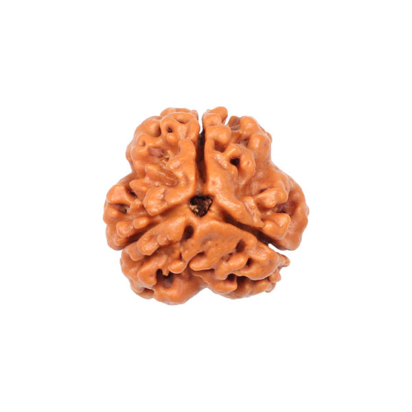 3 Mukhi Rudraksha