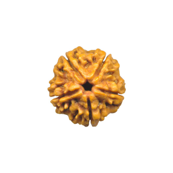 5 Mukhi Rudraksha