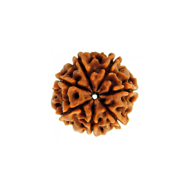 6 Mukhi Rudraksha