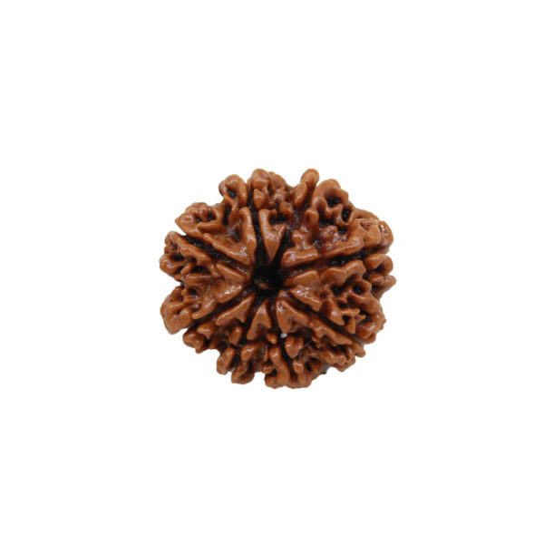 8 Mukhi Rudraksha