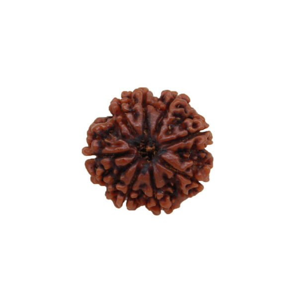 9 Mukhi Rudraksha