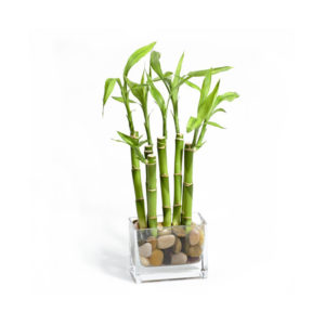 Bamboo Plant